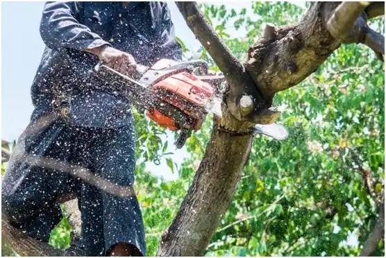 tree services Freeburg